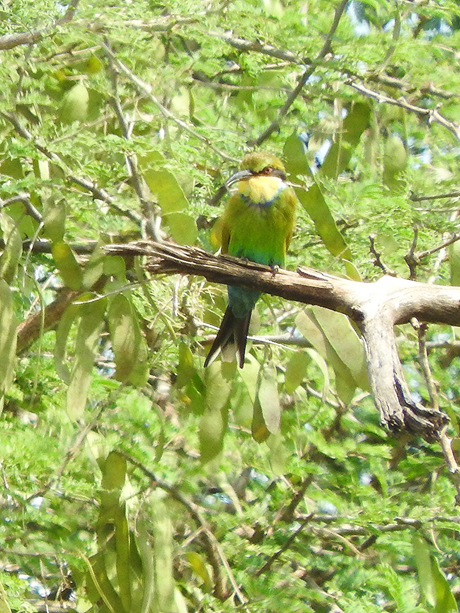 Swallow-tailed Bee-eater - ML643316758