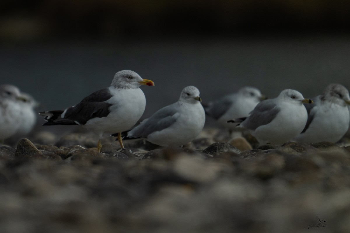 Kaio iluna - ML643316766