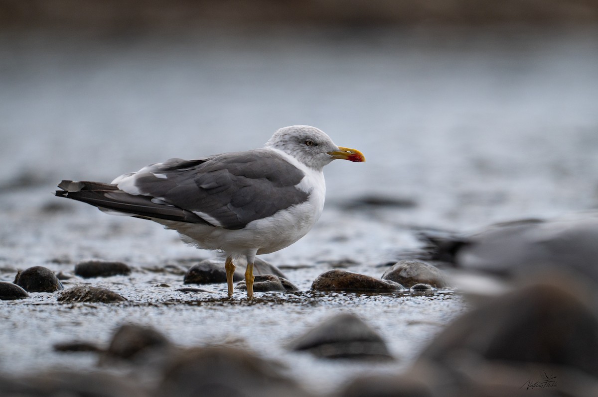 Kaio iluna - ML643316767