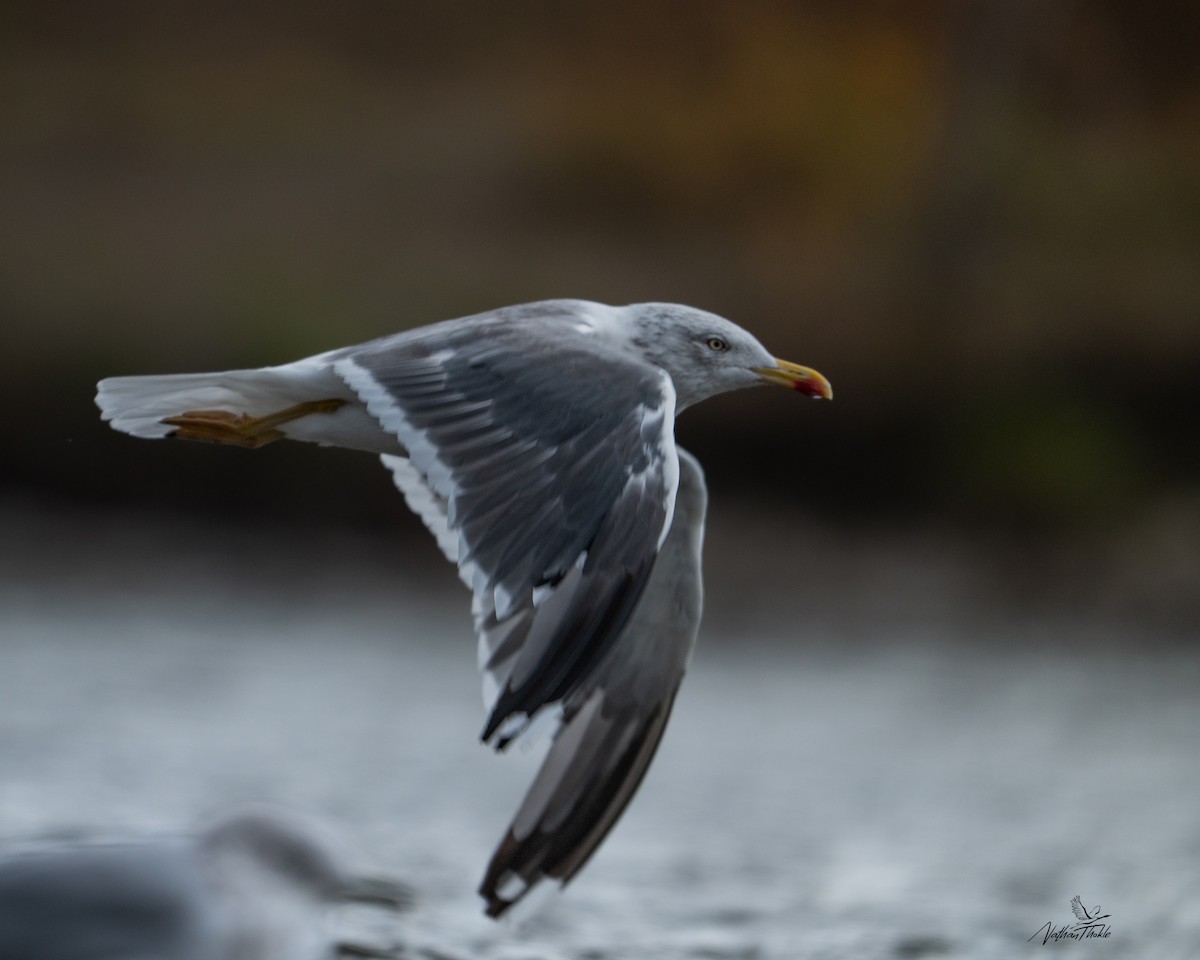 Kaio iluna - ML643316768