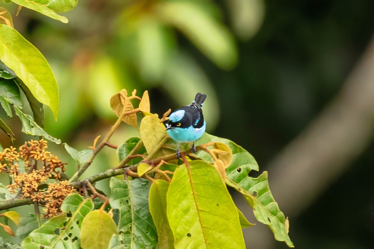 Black-faced Dacnis - ML643316774