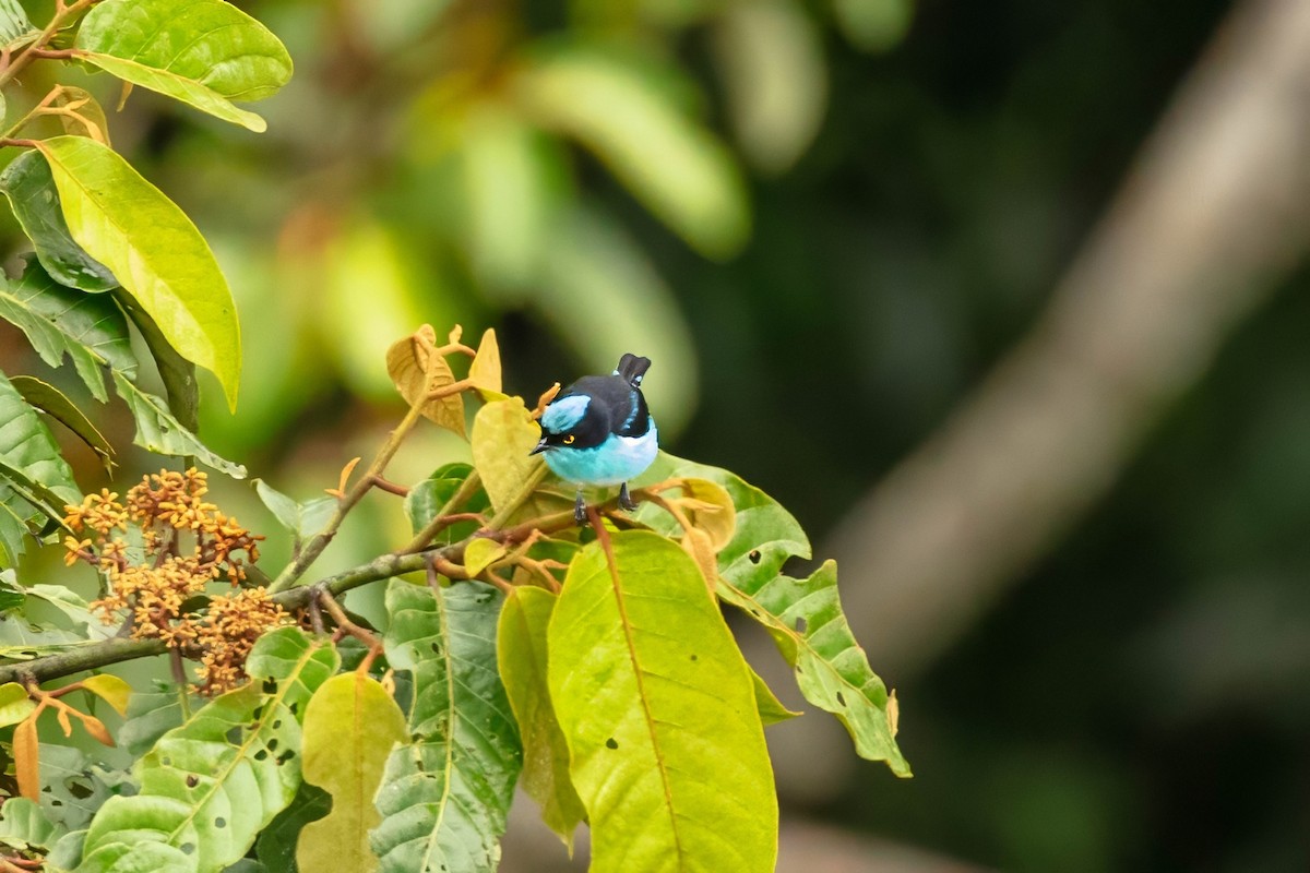 Black-faced Dacnis - ML643316775