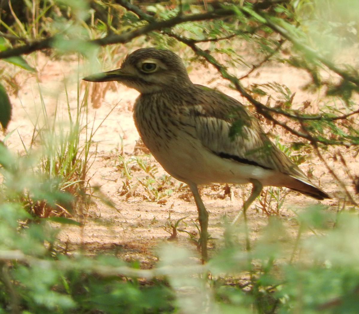 Лежень річковий - ML643316781