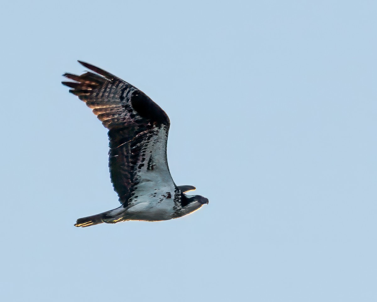 Osprey - ML643316783