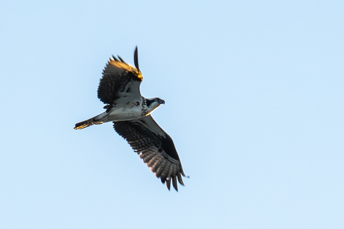 Osprey - ML643316784