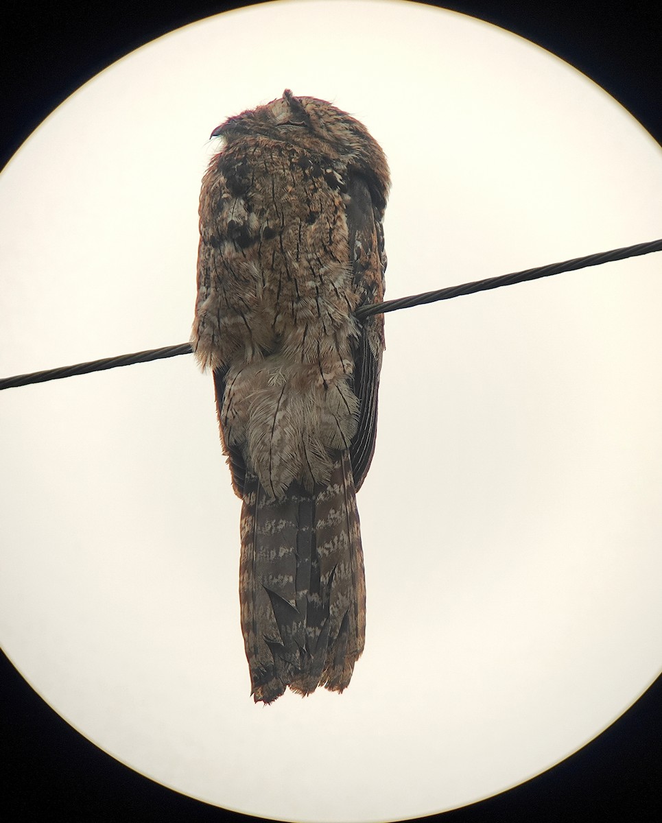 Common Potoo - ML643316806
