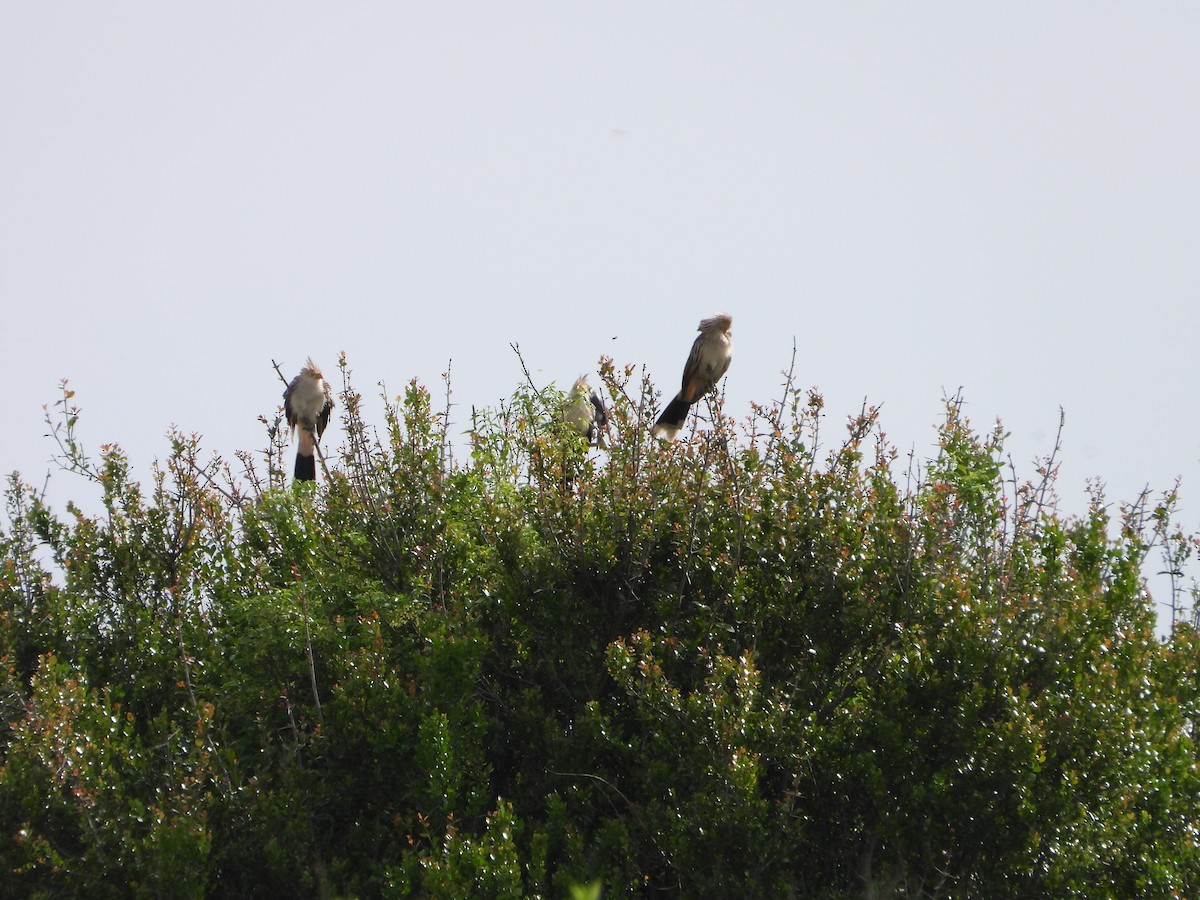 Guira Cuckoo - ML643316836