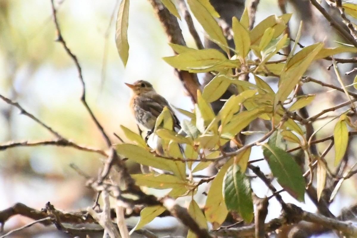 Buff-breasted Flycatcher - ML643316838