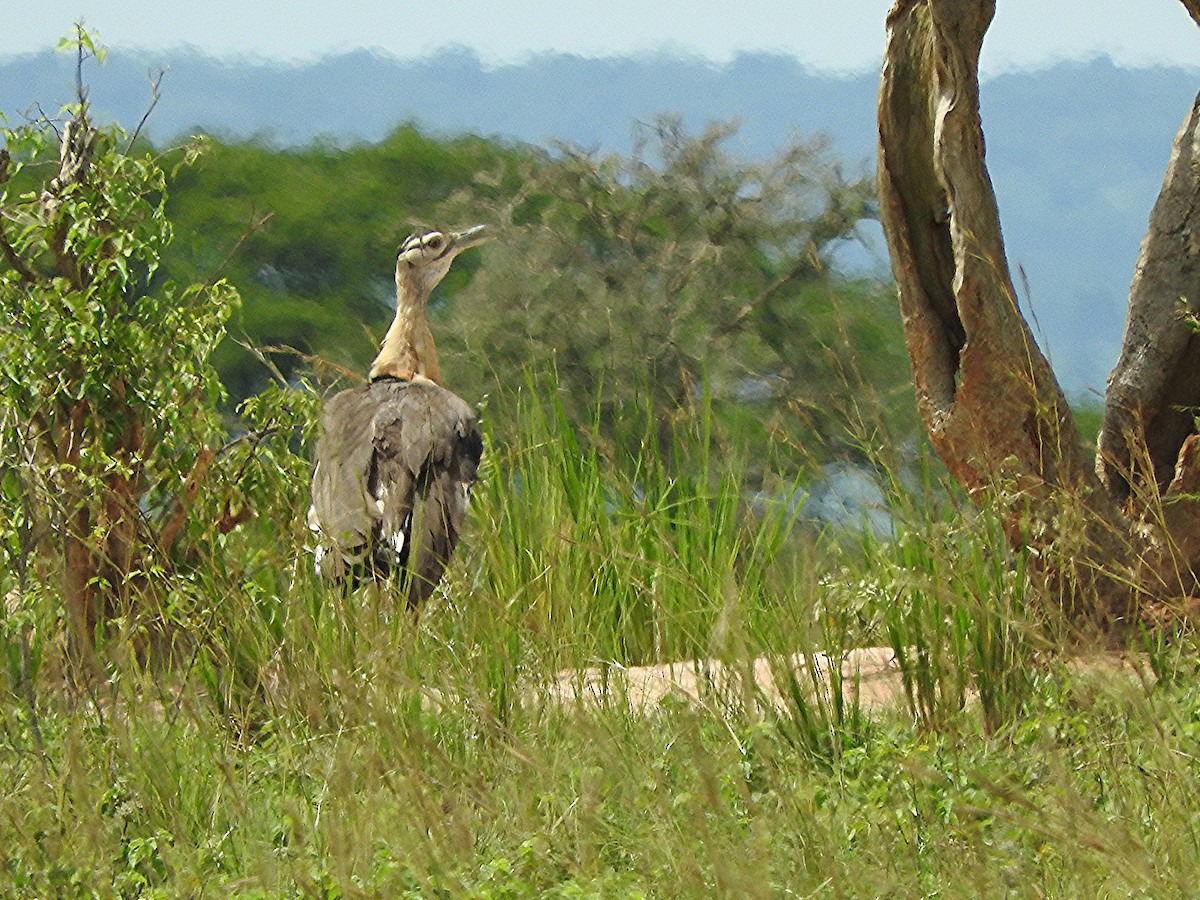Denham's Bustard - ML643316847
