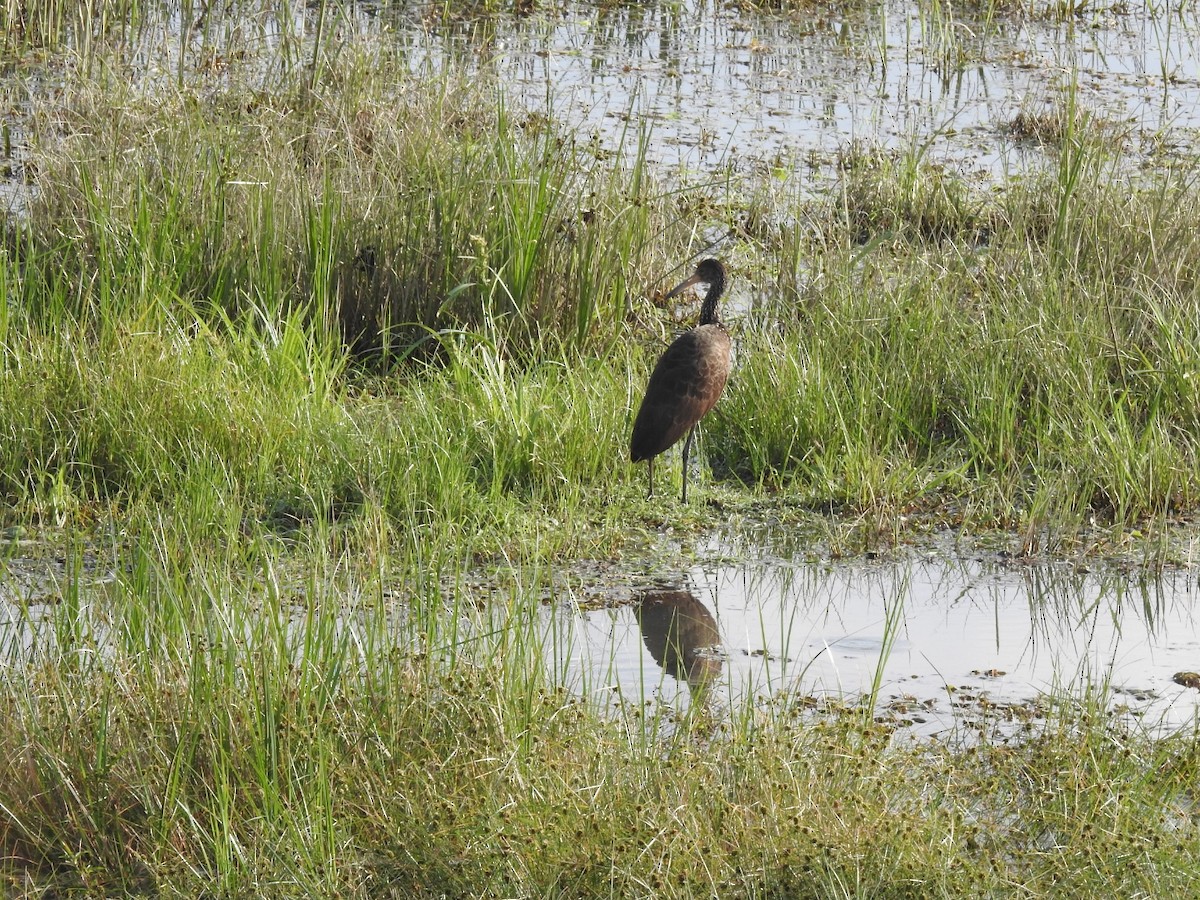 Limpkin - ML643316848