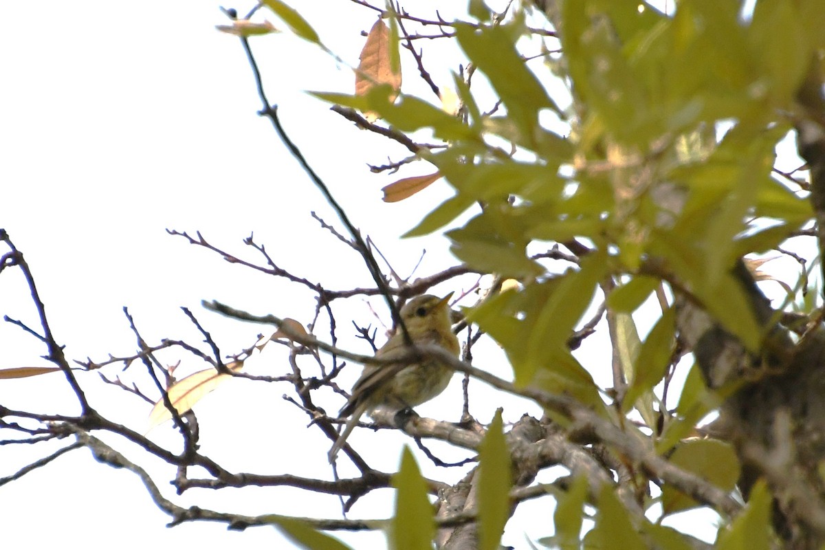 Buff-breasted Flycatcher - ML643316850