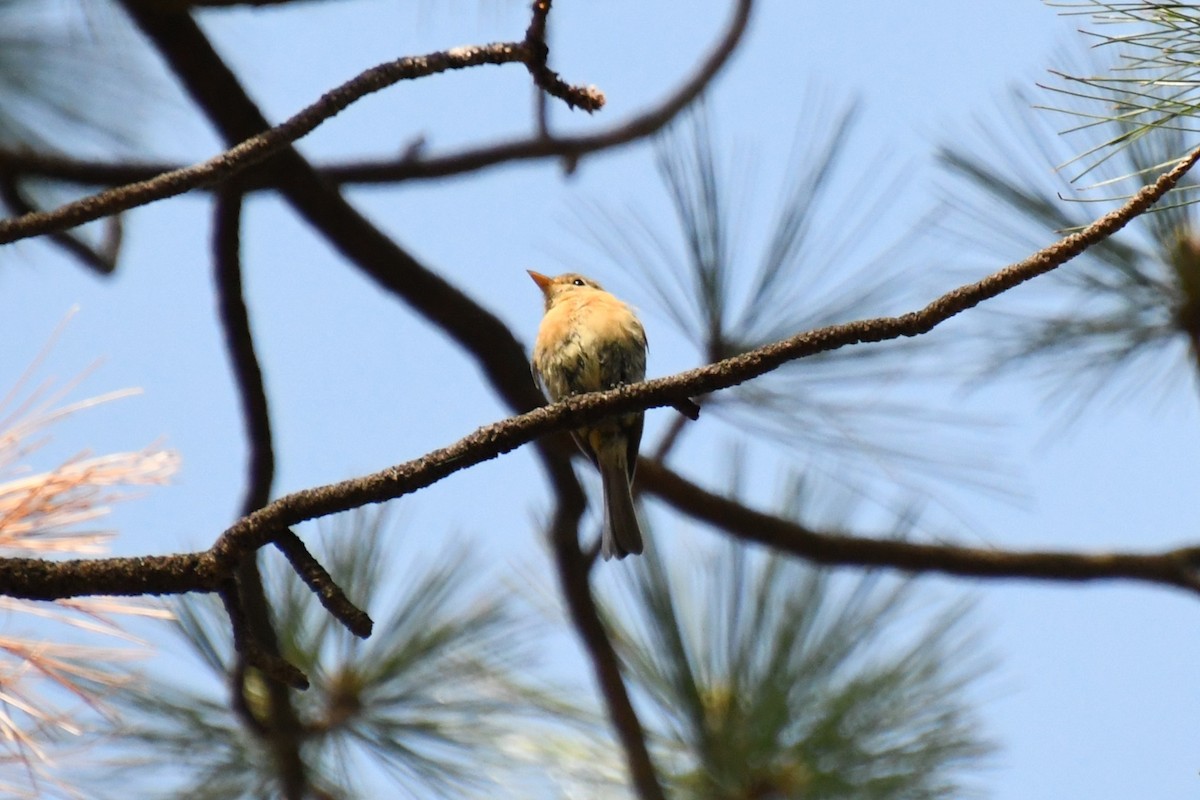Buff-breasted Flycatcher - ML643316852