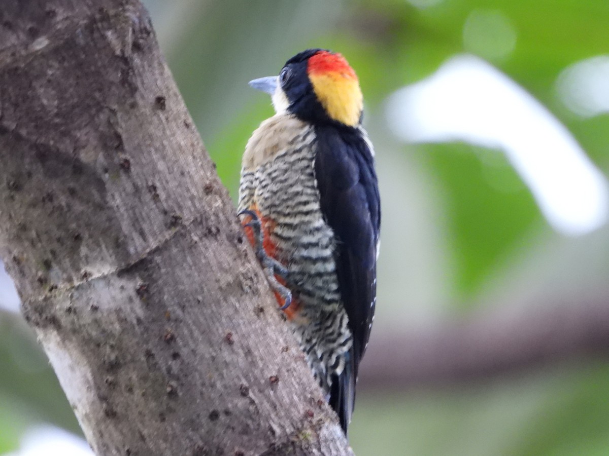 Beautiful Woodpecker - ML643316877