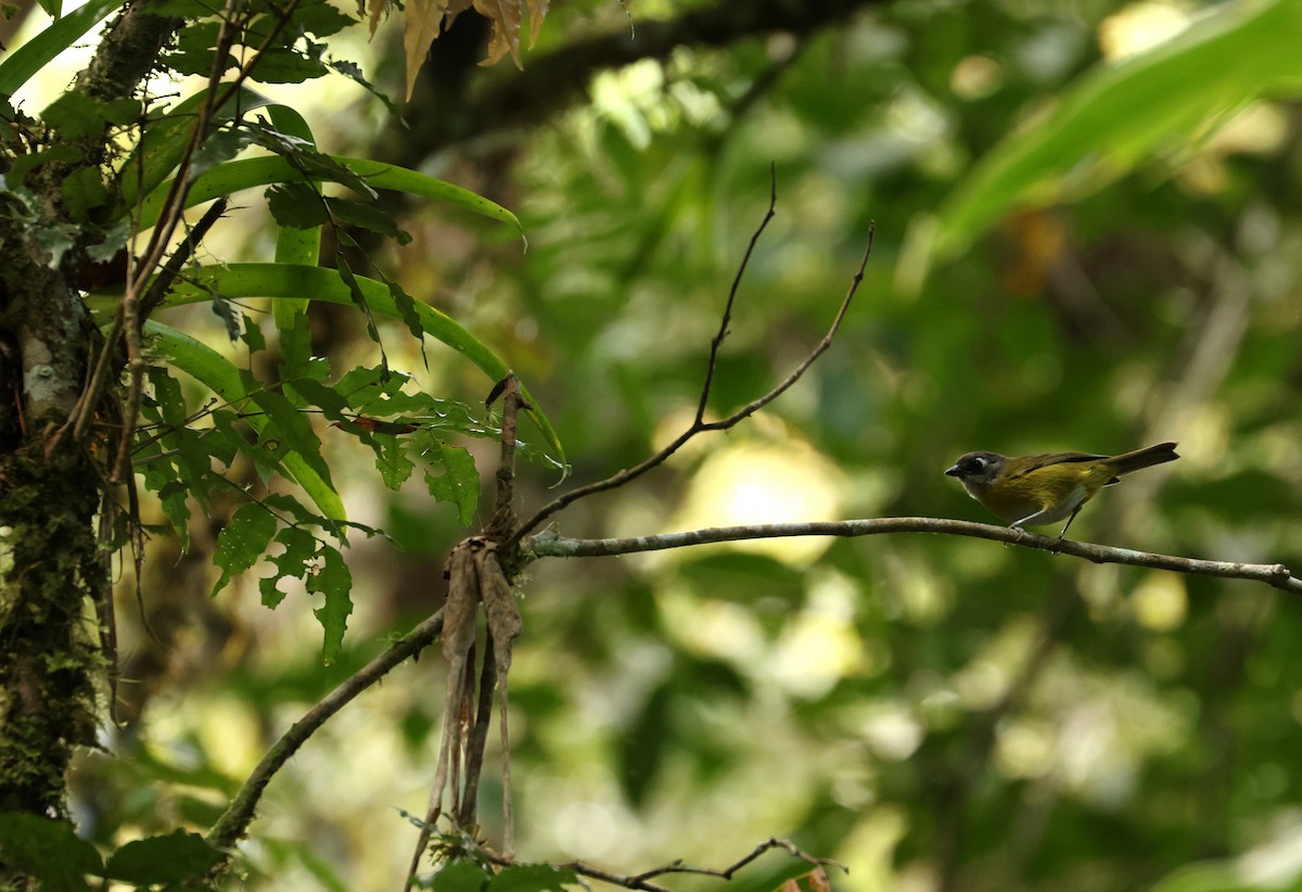 Common Chlorospingus - ML643316878