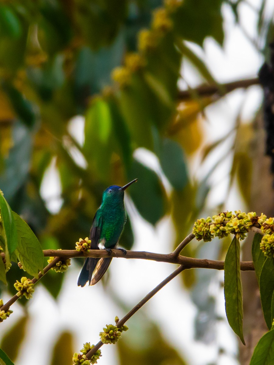 Indigo-capped Hummingbird - ML643316884
