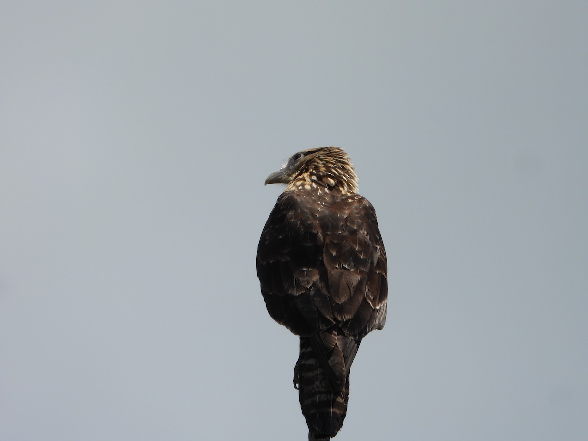 čimango žlutavý - ML643316887