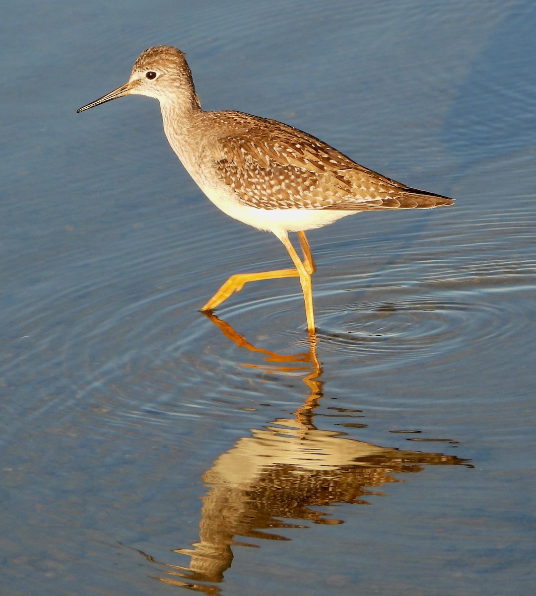 Lesser Yellowlegs - ML643316890