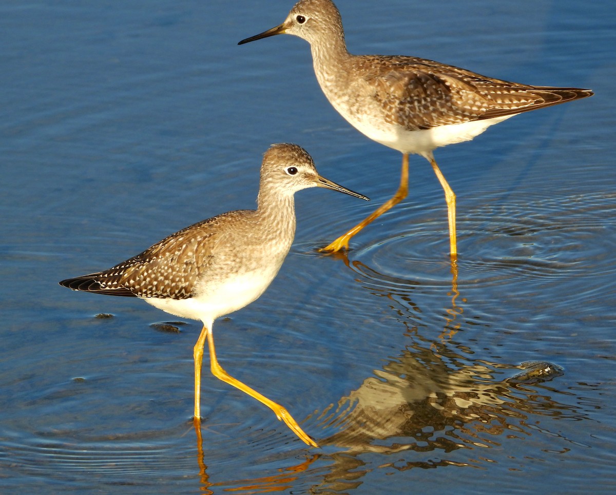 Lesser Yellowlegs - ML643316891
