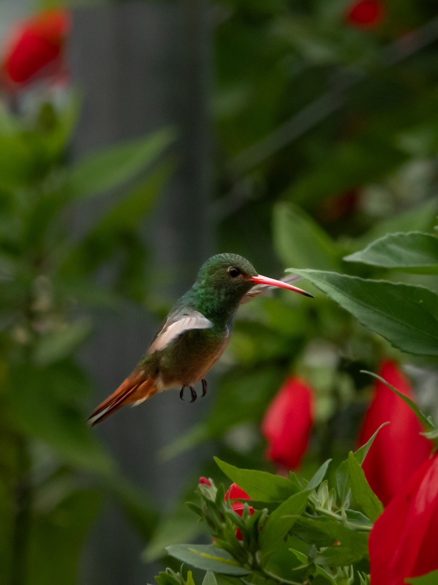 Rufous-tailed Hummingbird - ML643316894