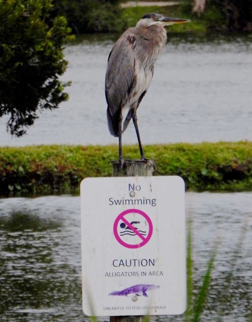 אנפה אמריקנית - ML643316902