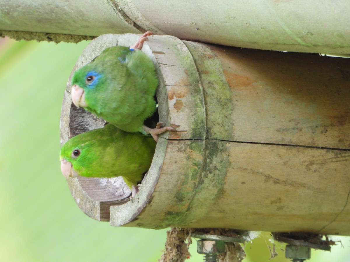 papoušíček brýlatý - ML643316903