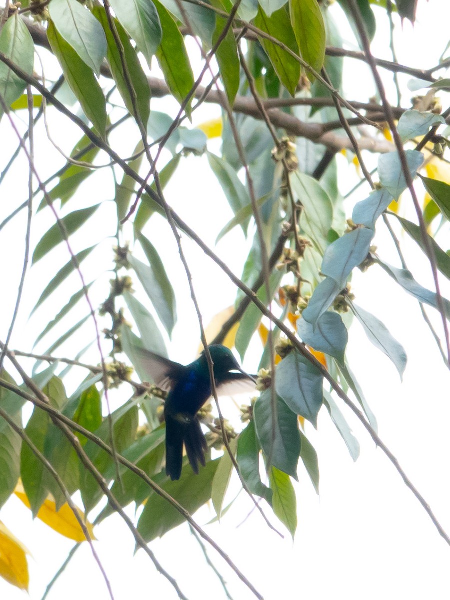 Violet-bellied Hummingbird - ML643316905
