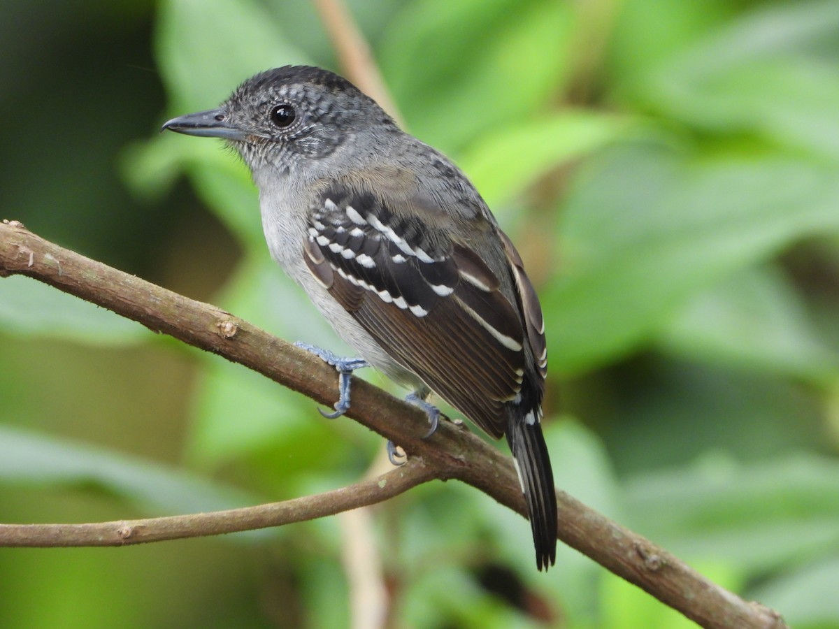 Black-crowned Antshrike - ML643316918