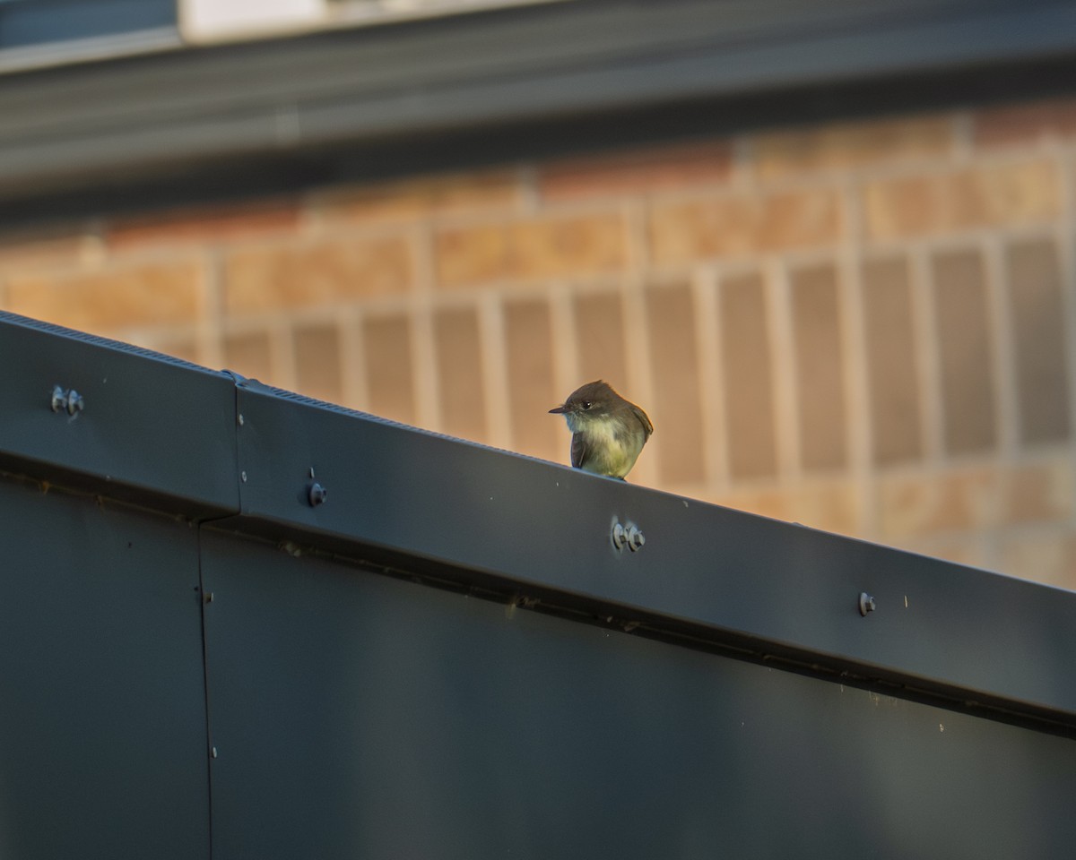 Eastern Phoebe - ML643316921