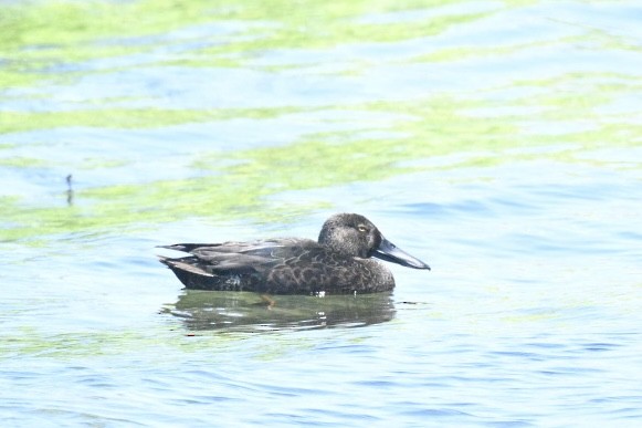 Australasian Shoveler - ML643316930