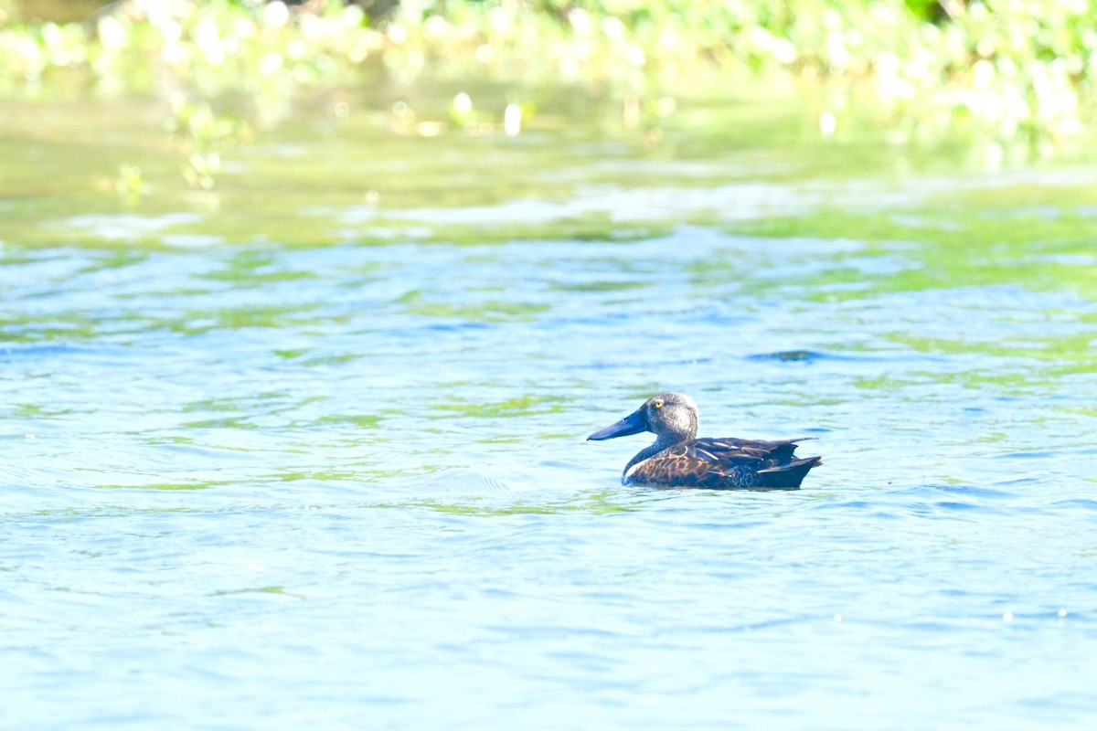 Australasian Shoveler - ML643316931