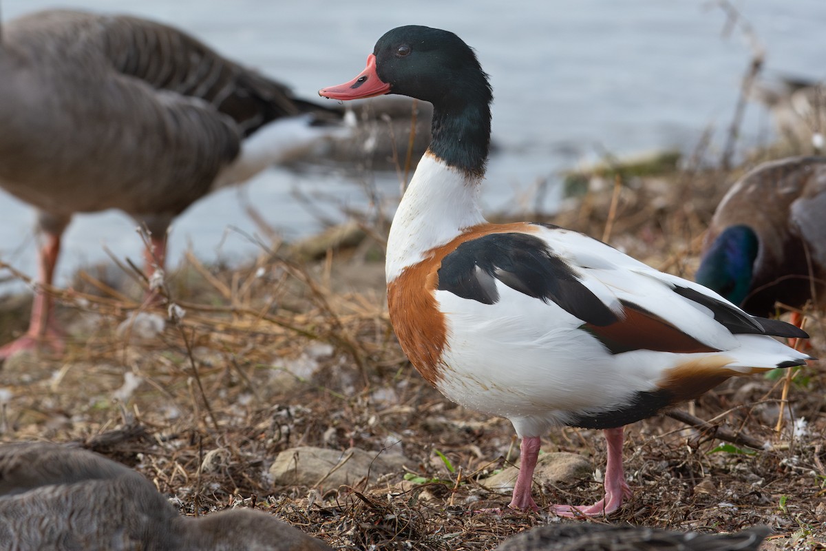 Volpoca - ML643316932