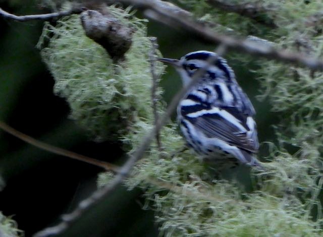 Black-and-white Warbler - ML643316934