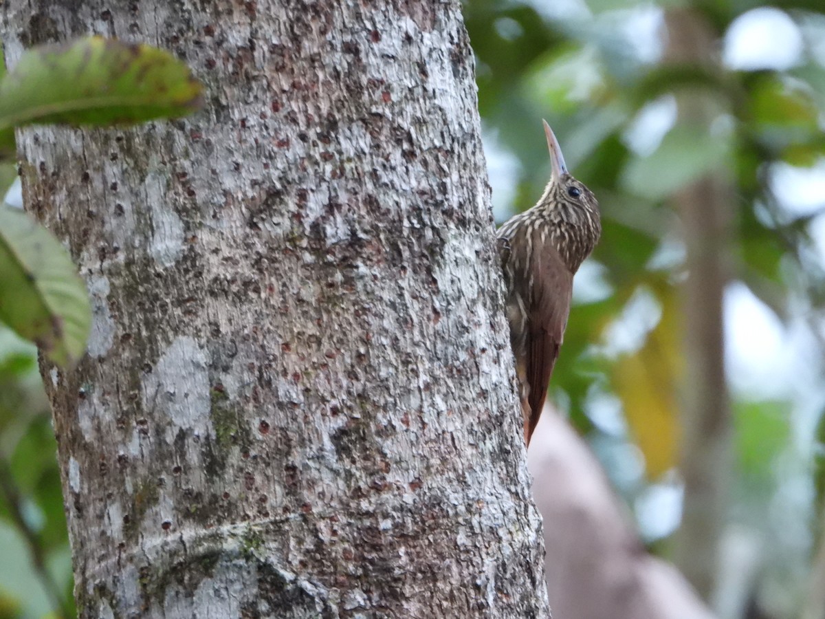 Streak-headed Woodcreeper - ML643316939