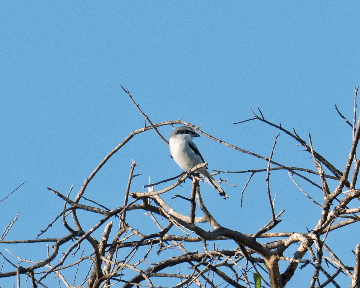 Loggerhead Shrike - ML643316946