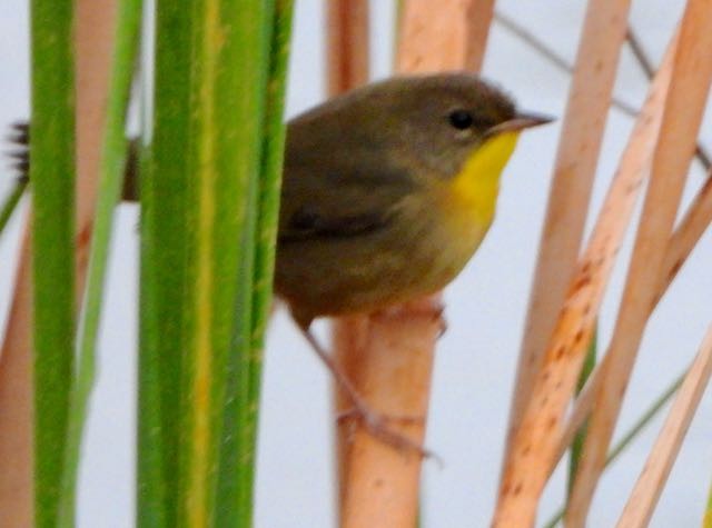 Common Yellowthroat - ML643316947