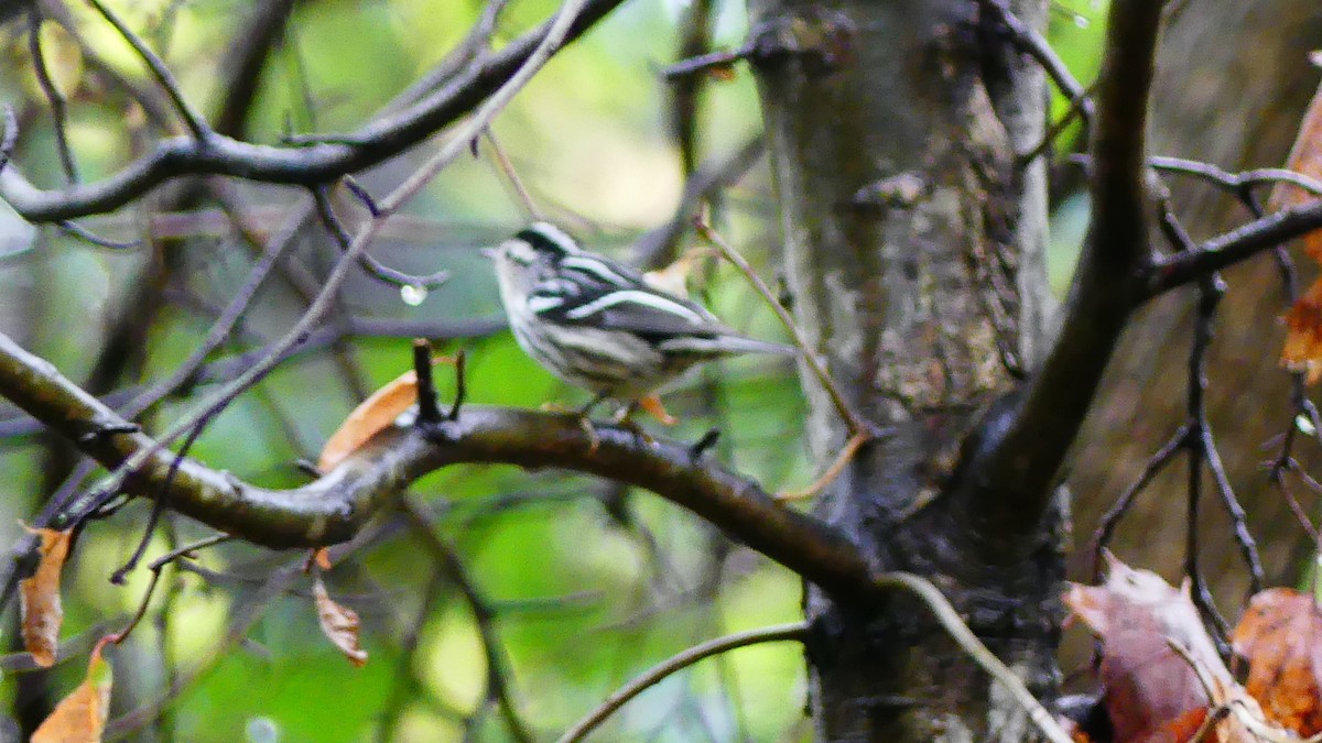 Black-and-white Warbler - ML643316954