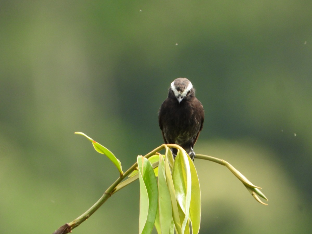 Long-tailed Tyrant - ML643316960