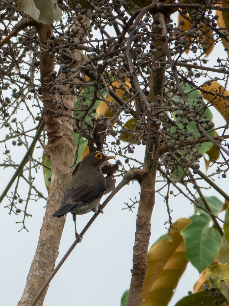 Spectacled Thrush - ML643316974