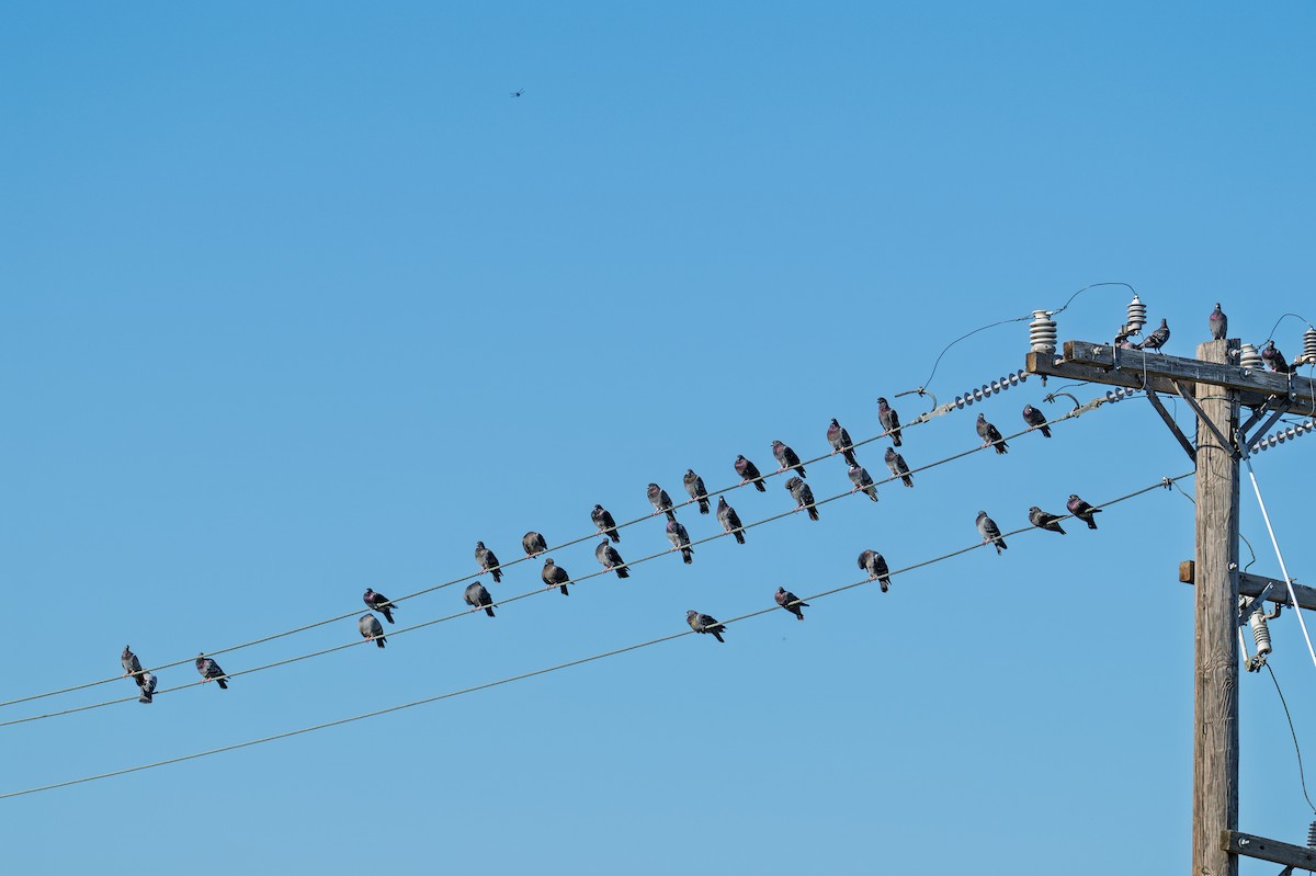 Rock Pigeon (Feral Pigeon) - ML643316988