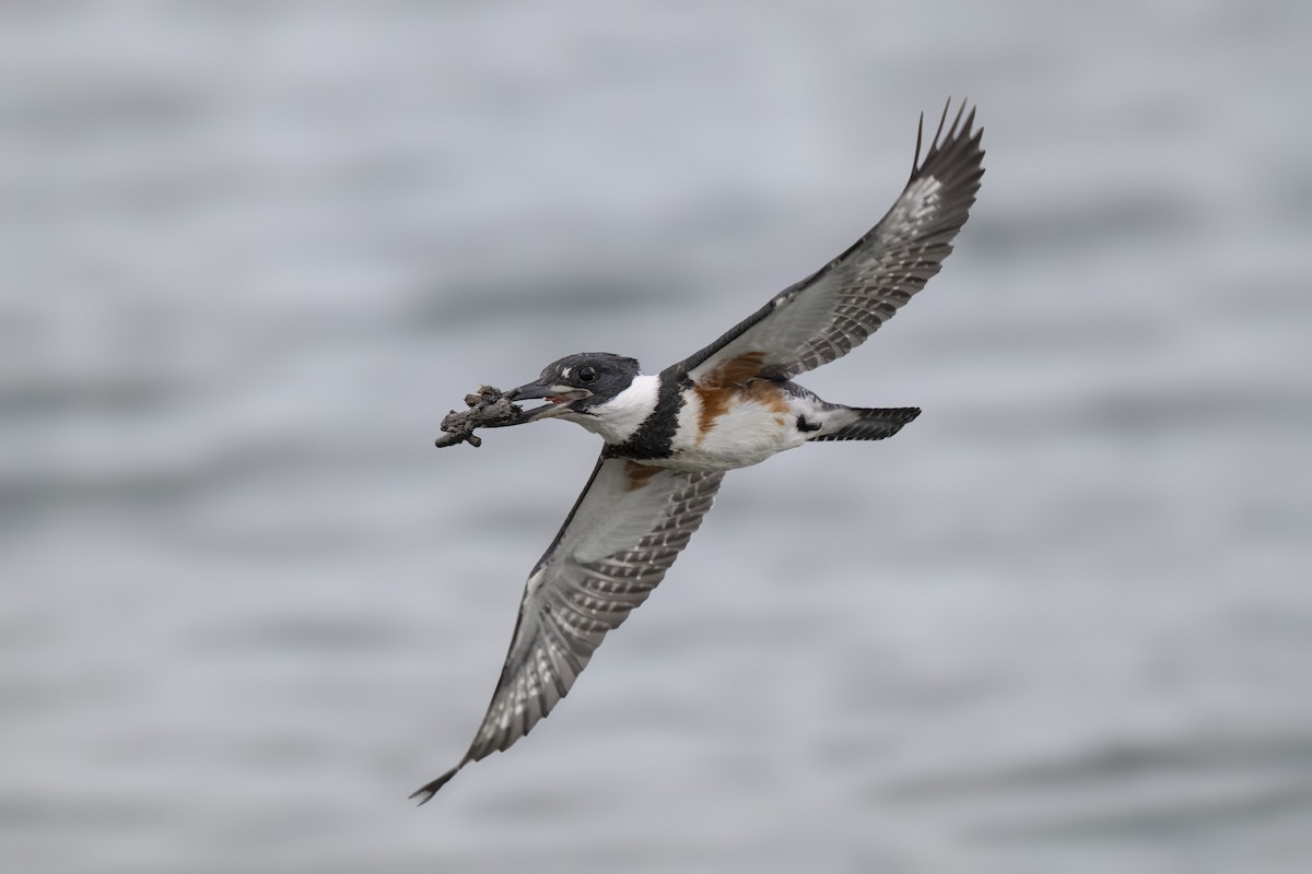 Belted Kingfisher - ML643316989