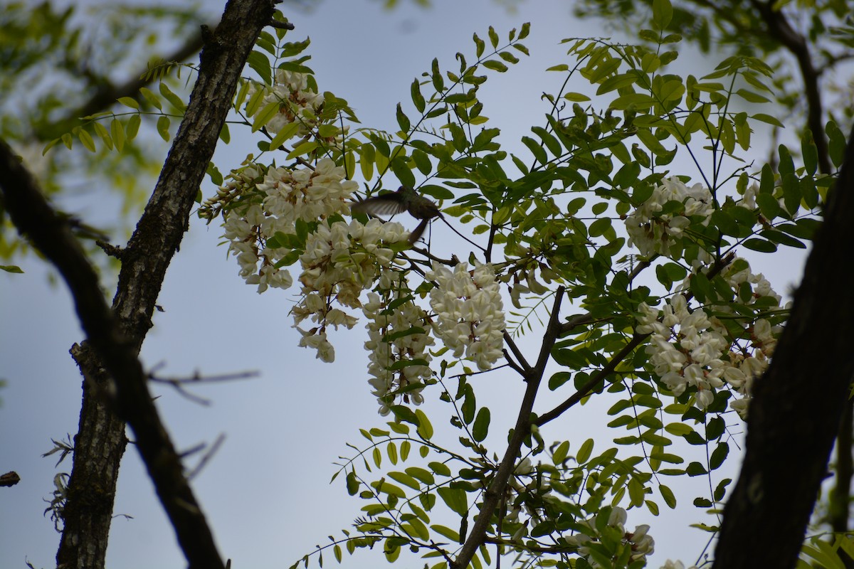 Gilded Hummingbird - ML643316998