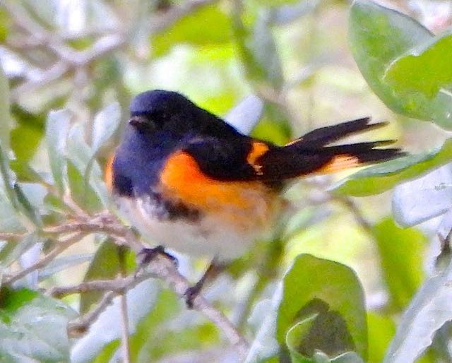 American Redstart - ML643317001