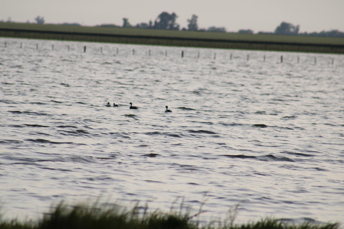Silvery Grebe - ML643317016