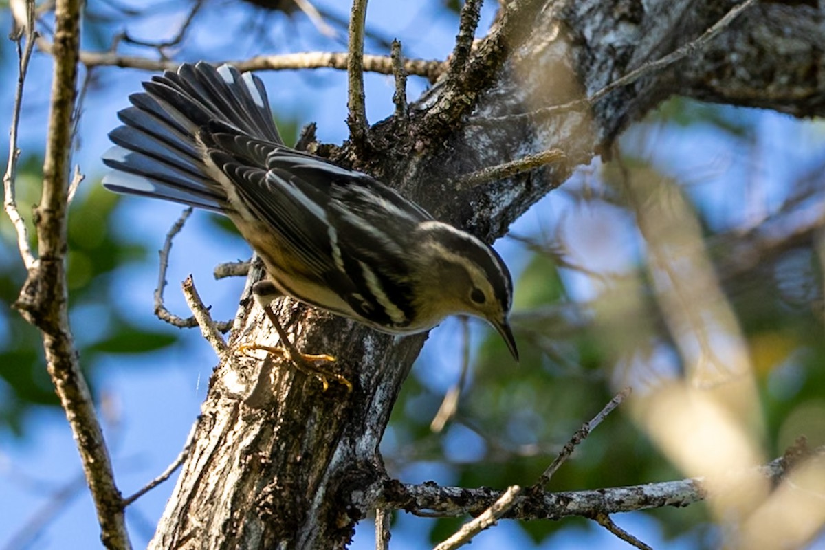 Black-and-white Warbler - ML643317026