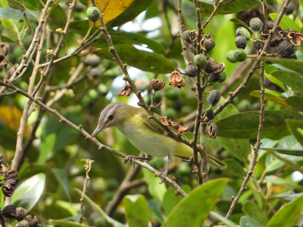 Yellow-green Vireo - ML643317042
