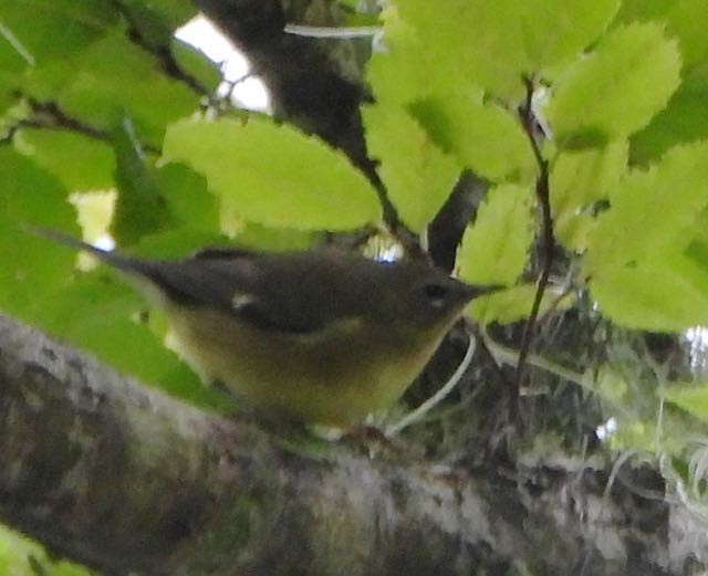 Black-throated Blue Warbler - ML643317055