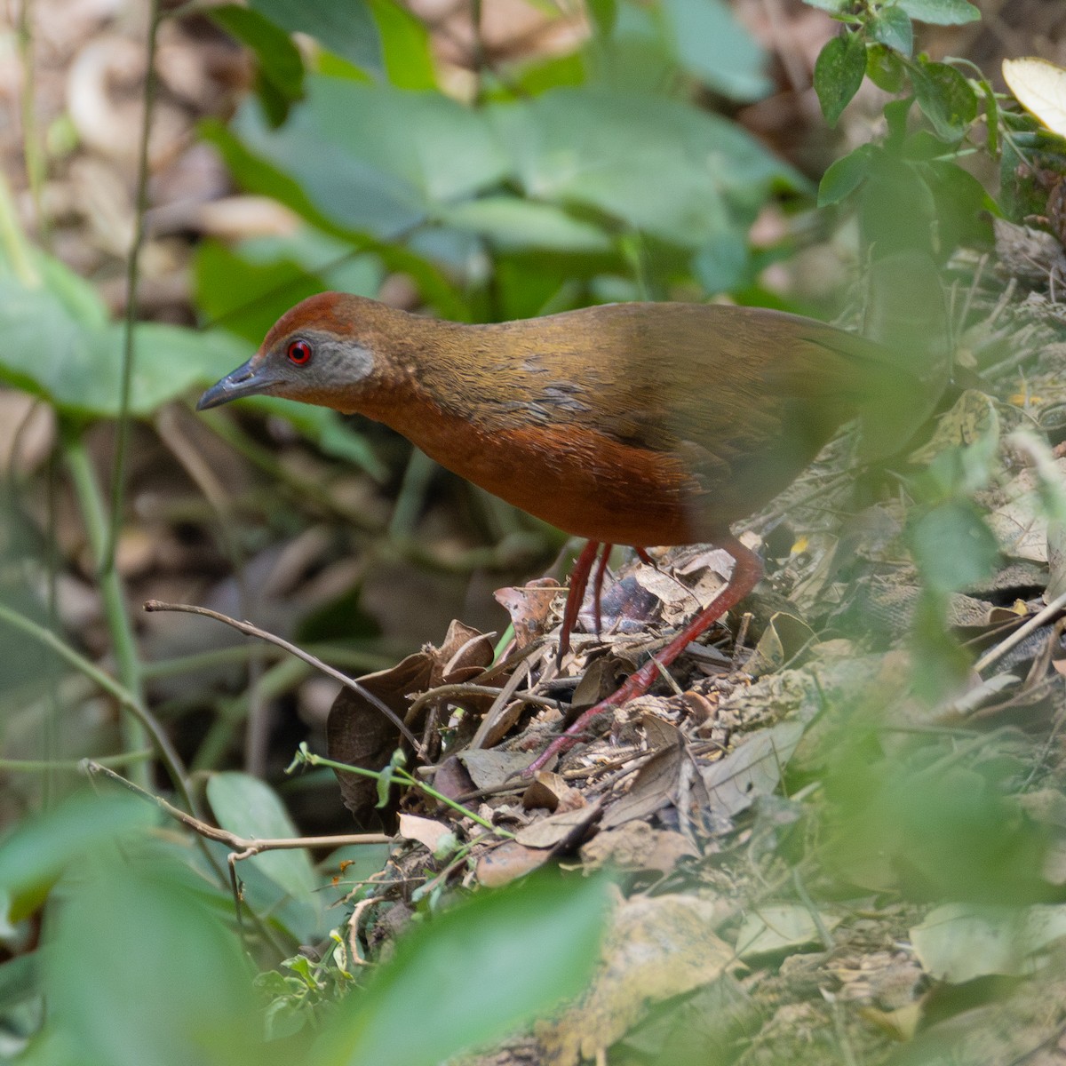 Russet-crowned Crake - ML643317084