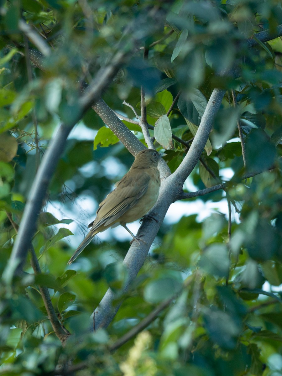 Clay-colored Thrush - ML643317088
