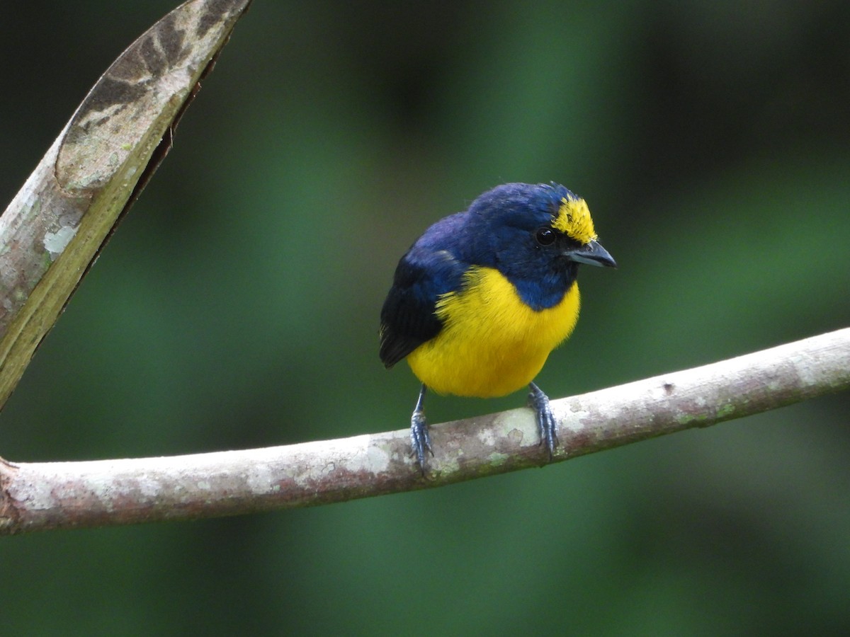 libohlásek rezavobřichý - ML643317095