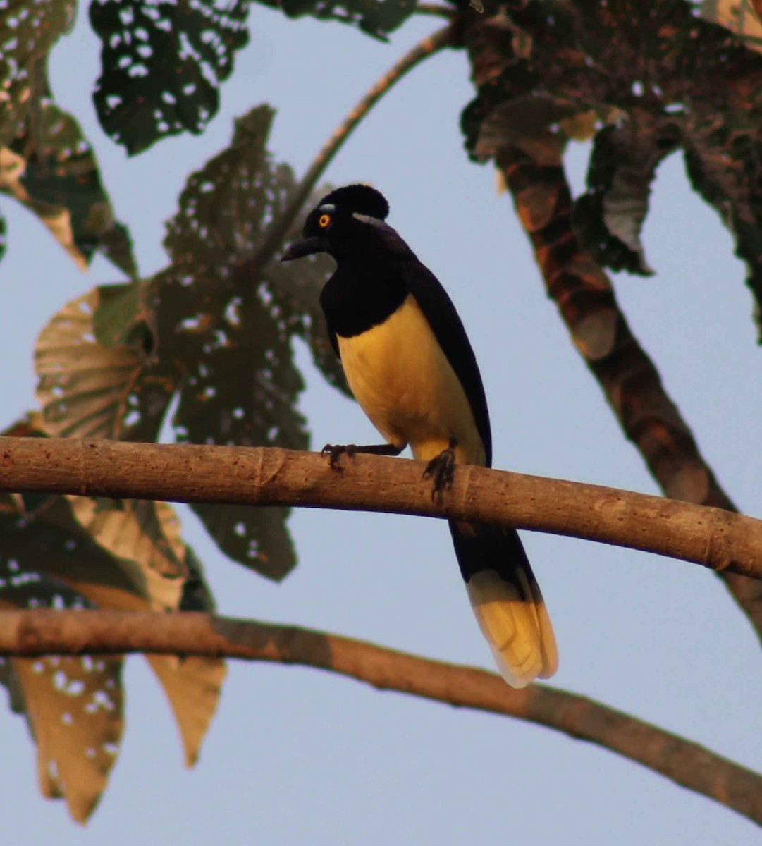 Plush-crested Jay - ML643317107